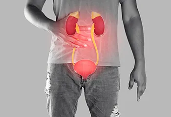 Urethra